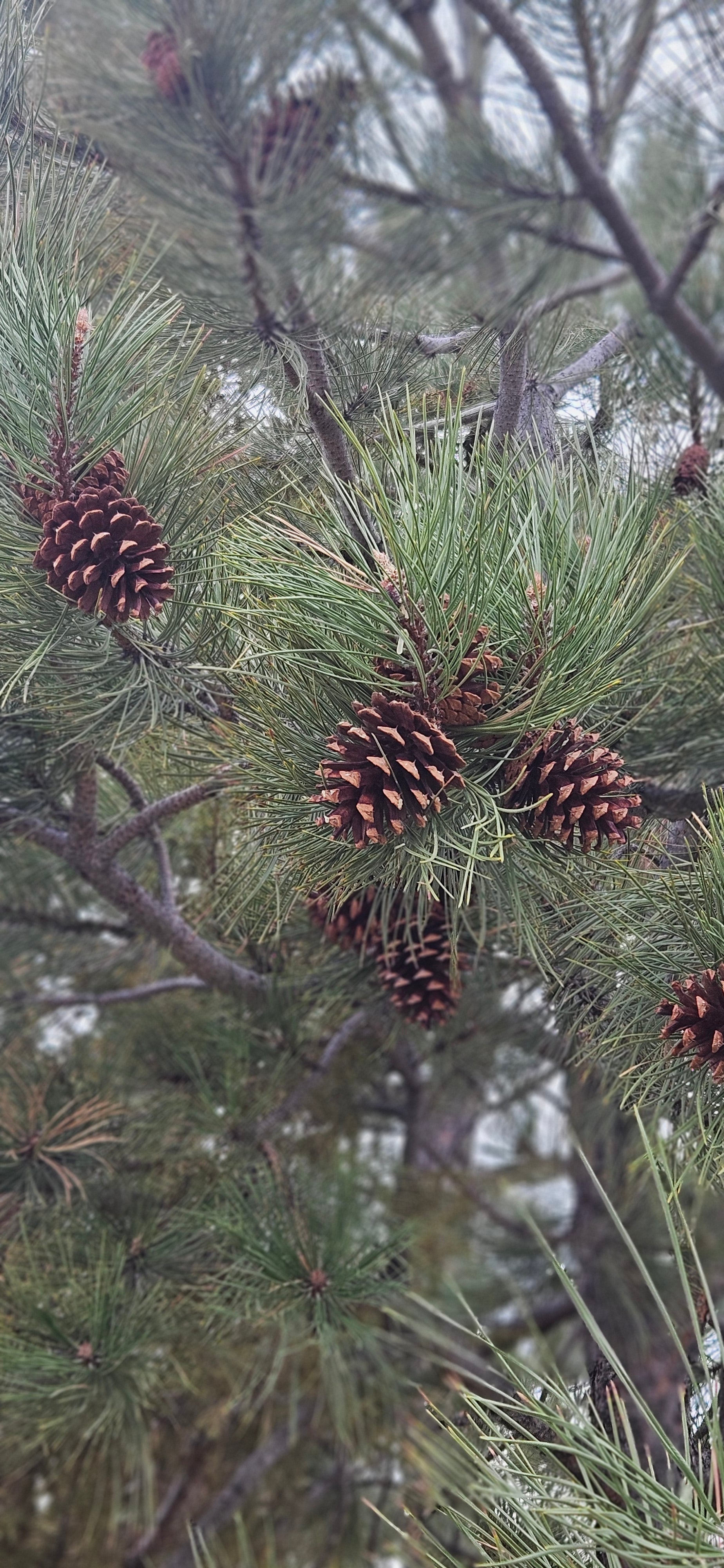 Pondarosa Pinecones