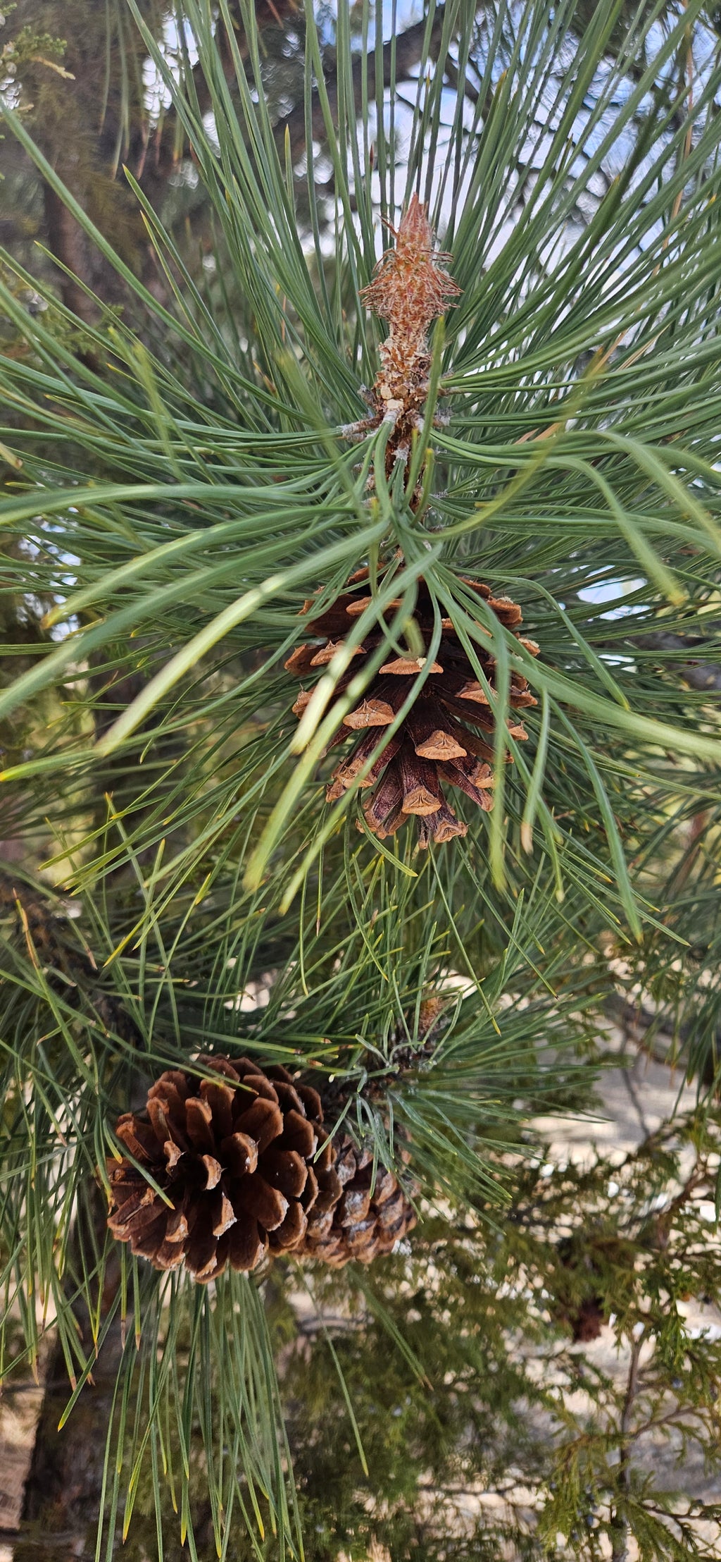 Pondarosa Pinecones