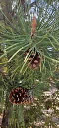 Pondarosa Pinecones