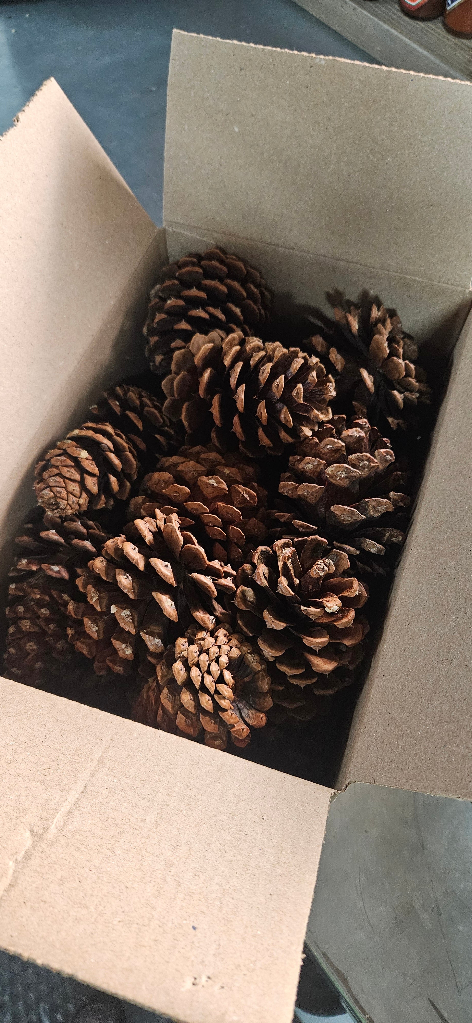 Pondarosa Pinecones